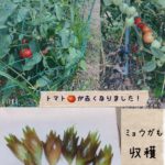 トマトとミョウガを収穫