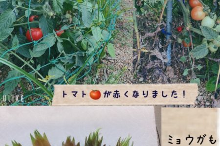 トマトとミョウガを収穫