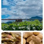 じゃがいもとミョウガ