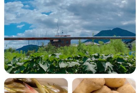 じゃがいもとミョウガ